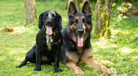 Dog Visiting Scheme